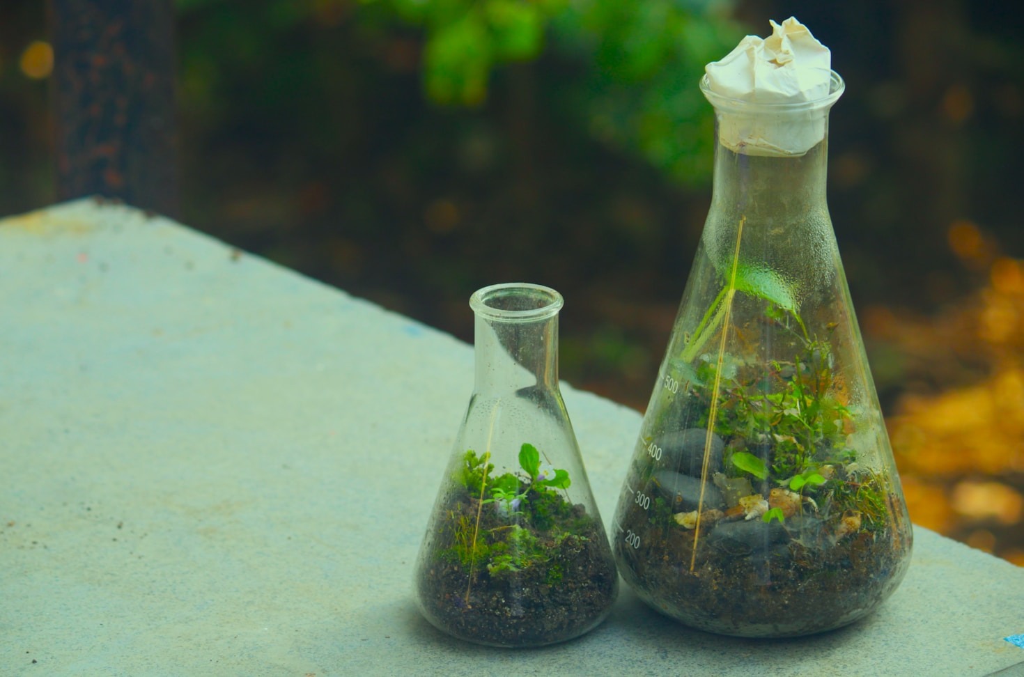 Kokedama: tradizione giapponese e design moderno