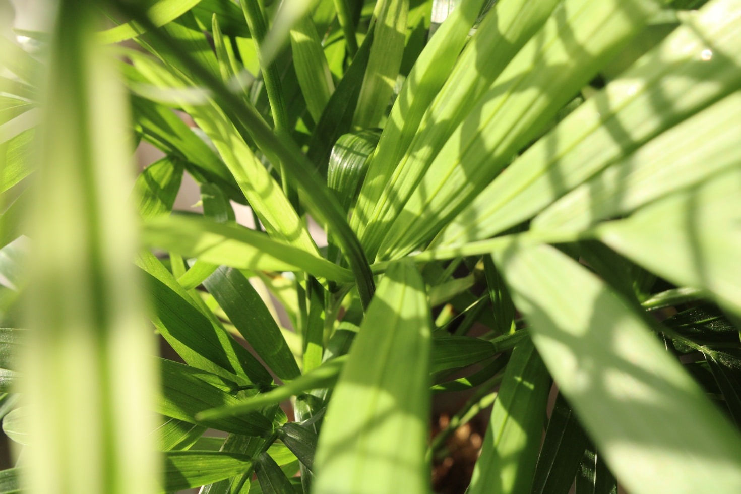 L’importanza dell’inclusione nella botanica artigianale